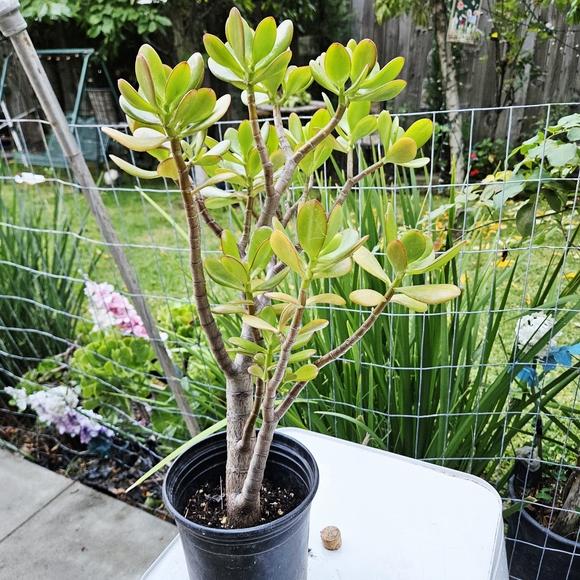 Ruby Jade - Picture 2 of 8